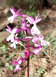 ORCHIS OLBIENSIS - roste tu několik druhů vstavačů.
